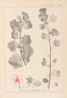 Herbier de la flore française Pl0048 - Louis Antoine Cusin — widok dzieła