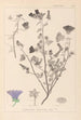 Herbarium francuskiej flory Pl0049 - Louis Antoine Cusin — widok dzieła