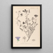 Herbarium francuskiej flory Pl0049 - Louis Antoine Cusin — oprawiony obraz na ścianie