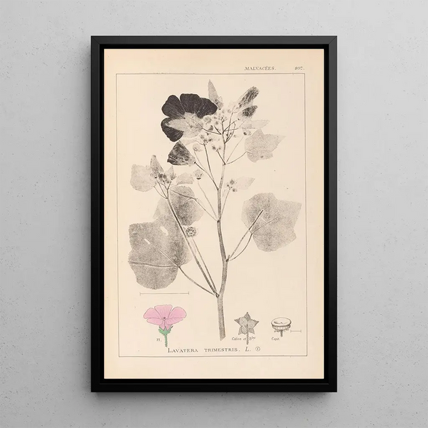 Louis Antoine Cusin - Herbier de la flore franaise Pl0050.webp