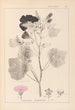 Herbier de la flore française Pl0050 - Louis Antoine Cusin — widok dzieła