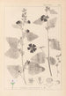 Herbier de la flore française Pl0051 - Louis Antoine Cusin — widok dzieła