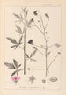 Herbier de la flore française Pl0052 - Louis Antoine Cusin — widok dzieła