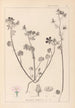 Herbier de la flore française Pl0054 - Louis Antoine Cusin — widok dzieła