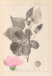 Herbier de la flore française Pl0055 - Louis Antoine Cusin — widok dzieła