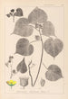 Herbier de la flore française Pl0056 - Louis Antoine Cusin — widok dzieła