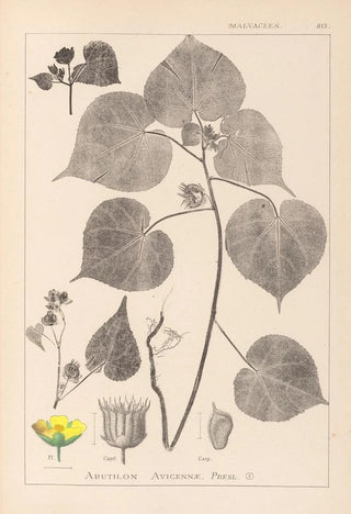 Louis Antoine Cusin - Herbier de la flore franaise Pl0056.webp