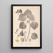 Herbier de la flore française Pl0056 - Louis Antoine Cusin — oprawiony obraz na ścianie