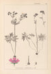 Herbier de la flore française Pl0057 - Louis Antoine Cusin — widok dzieła