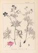 Herbier de la flore française Pl0058 - Louis Antoine Cusin — widok dzieła