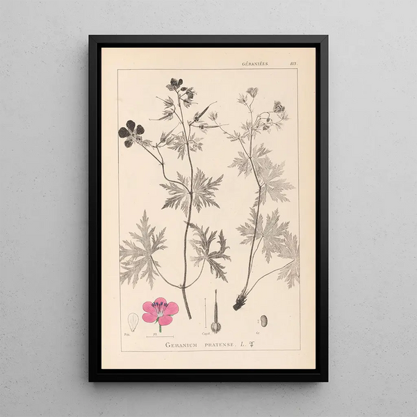 Louis Antoine Cusin - Herbier de la flore franaise Pl0058.webp