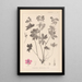 Herbier de la flore française Pl0059 - Louis Antoine Cusin — oprawiony obraz na ścianie