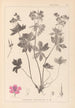 Herbier de la flore française Pl0059 - Louis Antoine Cusin — widok dzieła