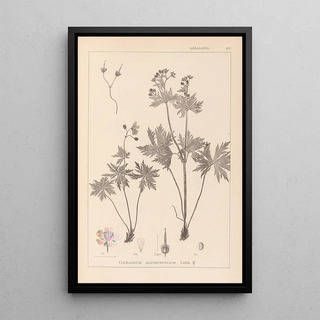 Louis Antoine Cusin - Herbier de la flore franaise Pl0060.webp