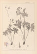 Herbier de la flore française Pl0060 - Louis Antoine Cusin — widok dzieła
