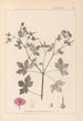 Herbier de la flore française Pl0061 - Louis Antoine Cusin — widok dzieła