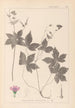 Herbier de la flore française Pl0062 - Louis Antoine Cusin — widok dzieła