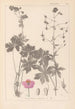 Herbier de la flore française Pl0063 - Louis Antoine Cusin — widok dzieła