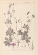 Herbier de la flore française Pl0064 - Louis Antoine Cusin — widok dzieła