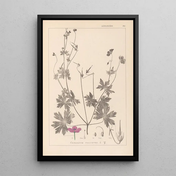 Louis Antoine Cusin - Herbier de la flore franaise Pl0064.webp