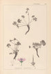 Herbier de la flore française Pl0066 - Louis Antoine Cusin — widok dzieła