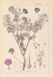 Herbier de la flore française Pl0067 - Louis Antoine Cusin — widok dzieła