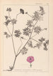 Herbier de la flore française Pl0068 - Louis Antoine Cusin — widok dzieła