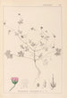 Herbier de la flore française Pl0069 - Louis Antoine Cusin — widok dzieła