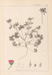 Herbier de la flore française Pl0070 - Louis Antoine Cusin — widok dzieła