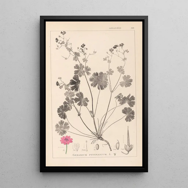 Louis Antoine Cusin - Herbier de la flore franaise Pl0071.webp