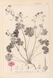 Herbier de la flore française Pl0071 - Louis Antoine Cusin — widok dzieła