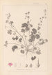 Herbier de la flore française Pl0072 - Louis Antoine Cusin — widok dzieła