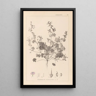 Louis Antoine Cusin - Herbier de la flore franaise Pl0073.webp