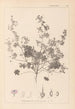 Herbier de la flore française Pl0073 - Louis Antoine Cusin — widok dzieła