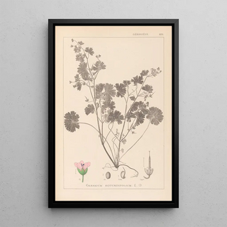 Louis Antoine Cusin - Herbier de la flore franaise Pl0074.webp