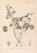 Herbier de la flore française Pl0074 - Louis Antoine Cusin — widok dzieła