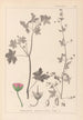 Herbier de la flore française Pl0075 - Louis Antoine Cusin — widok dzieła