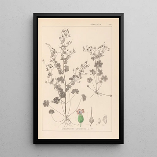 Louis Antoine Cusin - Herbier de la flore franaise Pl0076.webp