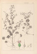 Herbier de la flore française Pl0076 - Louis Antoine Cusin — widok dzieła