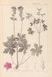 Herbier de la flore française Pl0077 - Louis Antoine Cusin — widok dzieła