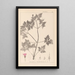 Herbier de la flore française Pl0078 - Louis Antoine Cusin — oprawiony obraz na ścianie