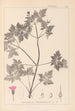 Herbier de la flore française Pl0078 - Louis Antoine Cusin — widok dzieła