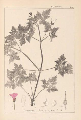 Louis Antoine Cusin - Herbier de la flore franaise Pl0078.webp