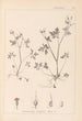 Herbier de la flore française Pl0079 - Louis Antoine Cusin — widok dzieła