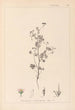 Herbier de la flore française Pl0080 - Louis Antoine Cusin — widok dzieła