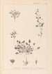 Herbier de la flore française Pl0081 - Louis Antoine Cusin — widok dzieła