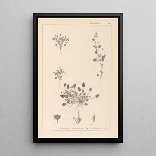 Louis Antoine Cusin - Herbier de la flore franaise Pl0081.webp