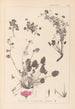 Herbier de la flore française Pl0082 - Louis Antoine Cusin — widok dzieła