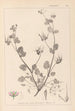 Herbier de la flore française Pl0083 - Louis Antoine Cusin — widok dzieła