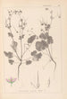 Herbier de la flore française Pl0084 - Louis Antoine Cusin — widok dzieła